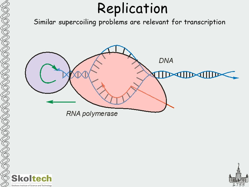 Replication Similar supercoiling problems are relevant for transcription